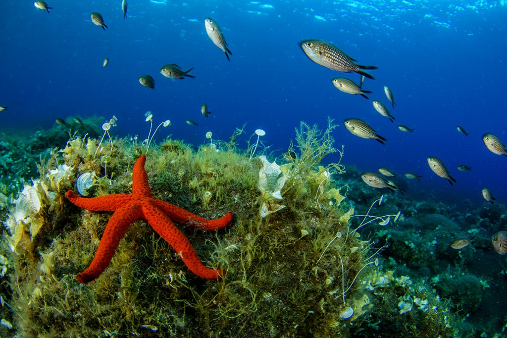 Echinaster sepositus y castañuelas