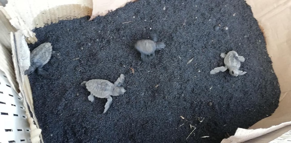 68653551_2286497651434465_766193934786363392_n